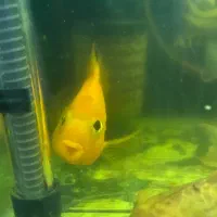 ماهی|ماهی|بجنورد, |دیوار