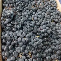 انگور شرابی درجه یک دیم ۷۵
