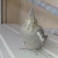 عروس هلندی  ماده
