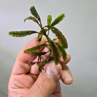 گیاه آکواریوم ایگازو و بوسفلاندراهای خاص و کمیاب|ماهی|تهران, نارمک|دیوار