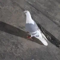 چهارتانر بینقص