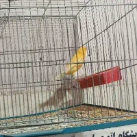 قناری ماده