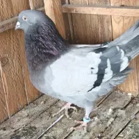 کبوتر نر اصفهانی