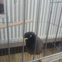مرغ مینا ۴ ماهه