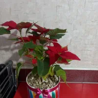 گل بنت قنسول قرمز( 60 سانتی‌متر)