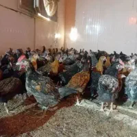 فروش مرغ و خروس محلی|حیوانات مزرعه|شیراز, قلعه نو|دیوار