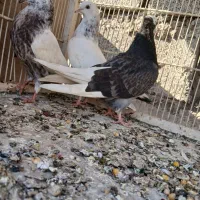 فروش ۳۱ عدد کبوتر جوان|پرنده|بندرعباس, |دیوار