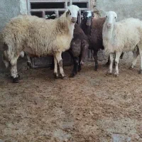 بره نر|حیوانات مزرعه|فیروزآباد (لرستان), |دیوار