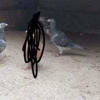 کفتر