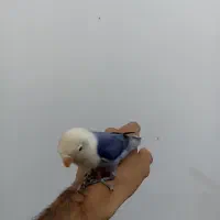 فروش طوطی سرلاکی و دستی نرمه خور|پرنده|لار, |دیوار