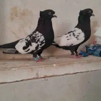 کبوتر بهبهونی|پرنده|خرامه, |دیوار