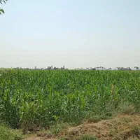 زمین کشاورزی|فروش زمین و ملک کلنگی|باقرشهر, |دیوار