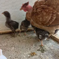 مرغ جوجه دار گردن لخت