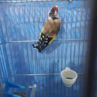 سره جوجه قفس زیردهن سره قناری بوده۳ساله|پرنده|ملایر, |دیوار