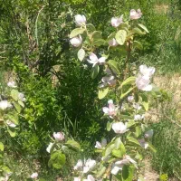 فروش باغ استانه