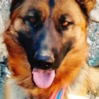 ژرمن اصلی پا خرگوشی ، اصلی