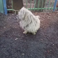 سگ پیداشده|حیوانات|محمدشهر, محمدشهر|دیوار