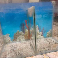 آکواریوم سالم سالم