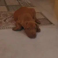 واگذاری آمیریکن پیتبول|سگ|اصفهان, سرتاوه|دیوار