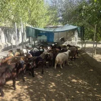 فروش گوسفند ، بره نر و ماده فیروزکوه