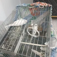 مرغ عشق مولد|پرنده|پاکدشت, پاکدشت (مامازند)|دیوار