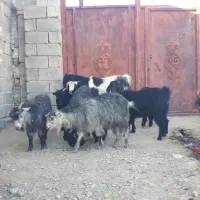 گله فروشی درمهرستان|حیوانات مزرعه|مهرستان, |دیوار