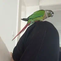 طوطی گریچیک رام|پرنده|ساری, |دیوار