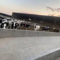 13000-متر-دامداری-شیری-و-باغ-پسته-6دانگ