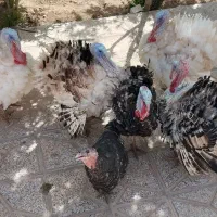 تعدادی بوقلمون فروشی