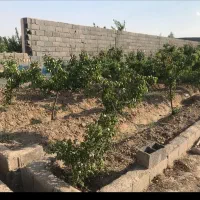 250 متر باغچه با نهال های جوان در منطقه شهریار|فروش دفتر صنعتی، کشاورزی، تجاری|فردوسیه, |دیوار