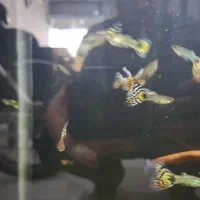 ماهی گپی|ماهی|شیروان (خراسان), |دیوار