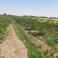 فروش یک قطعه باغ پسته و بادام|فروش زمین و ملک کلنگی|خسروشاه, |دیوار