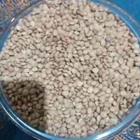 پخش حبوبات لوبیا چیتی نخود عدس لپه ارسال رایگان|خوردنی و آشامیدنی|تهران, هاشمی|دیوار
