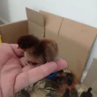 جوجه محلی عربی|حیوانات مزرعه|رامشیر, |دیوار