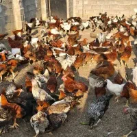 فروش مرغ وخروس محلی باطعمی لذیذ برای فصل سرما|حیوانات مزرعه|پارس‌آباد, |دیوار
