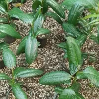 گلدان زنی و علفتراشی|خدمات باغبانی و درختکاری|کوچصفهان, |دیوار