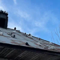 کبوتر پرشی|پرنده|کیاشهر, |دیوار