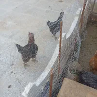 مرغ تخم گذار  جوان یکیش مرغ تزیینی هست