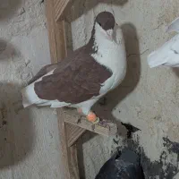 نروماده شهری