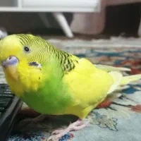 مرغ عشق نر دستی و آموزش دیده