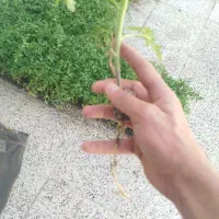 نشا گوجه کوردی