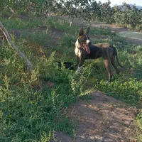 11 ماهه|سگ|انابد, |دیوار