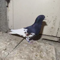 یال سیاه گلدار