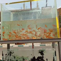 ماهی قرمز گلد فیش