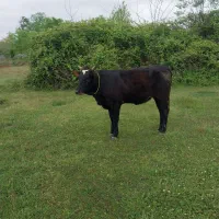 لیشه محلی گاو