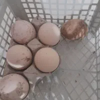 تخم لاری نطفه دار