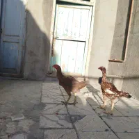 مرغ لاری