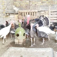 بوقلمون