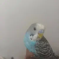 مرق عشق دستی ماوز یا قیمت توا فقی