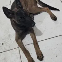 سگ مالینویز|سگ|بندرعباس, |دیوار